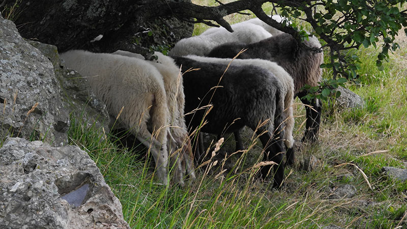 Schafe in Prato Mollo