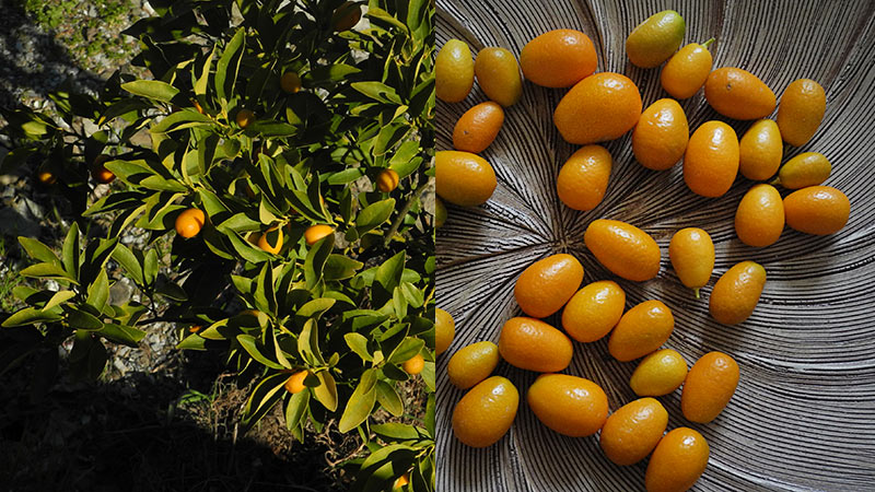 Kumquat aus dem eigenen Garten